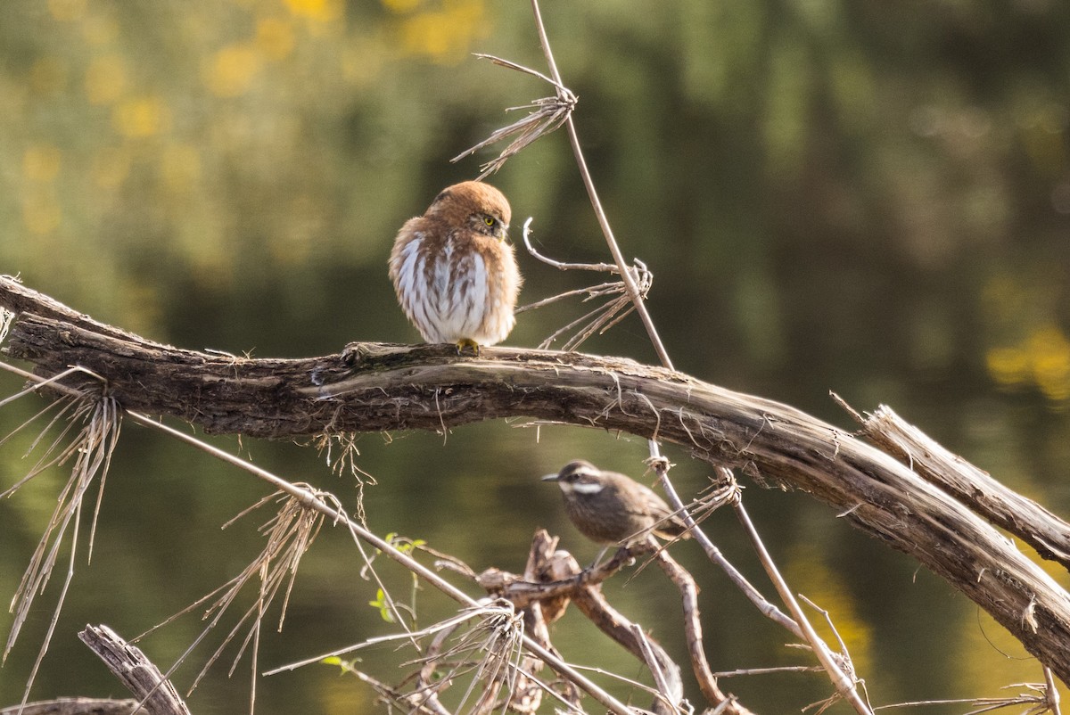 Austral Pygmy-Owl - Eduardo Minte