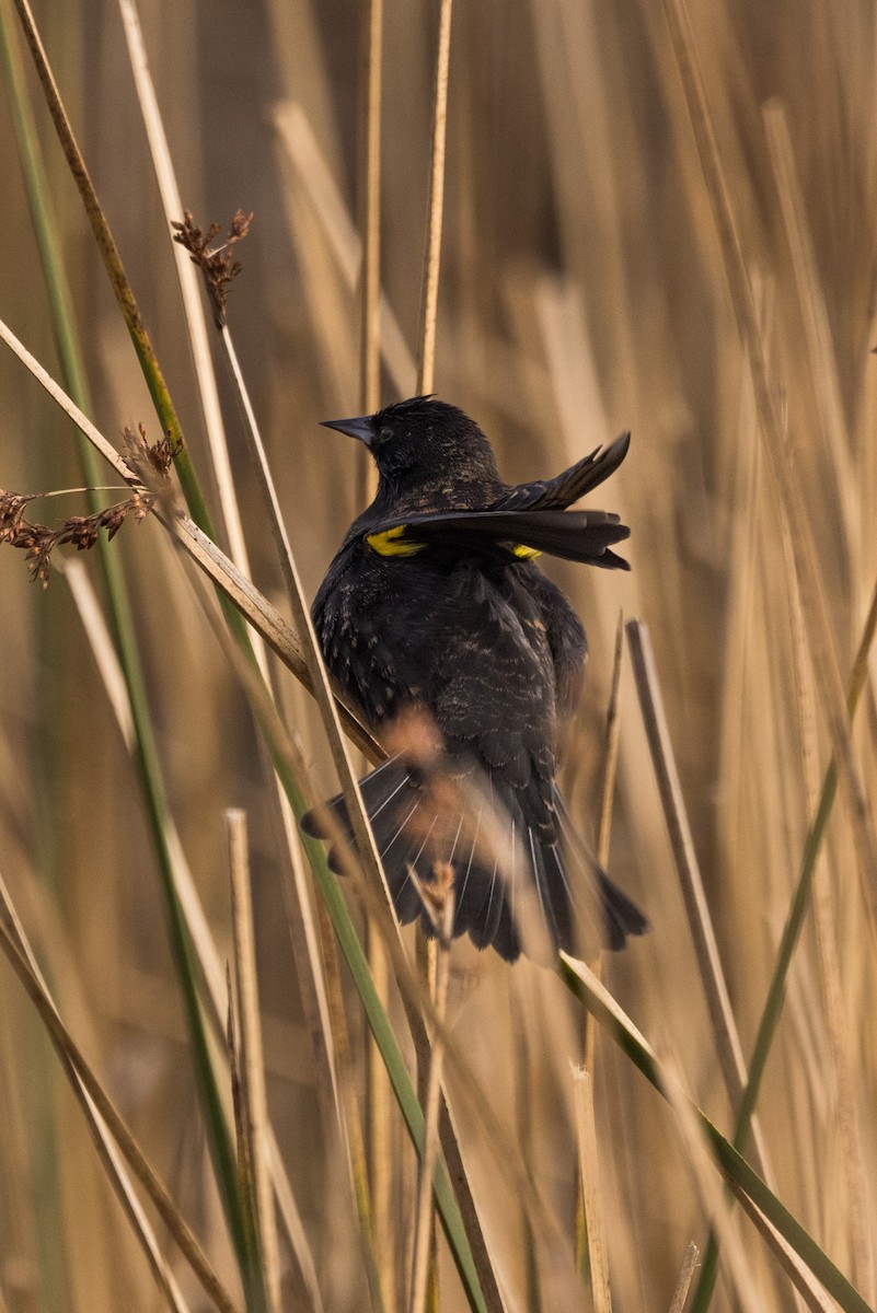 Yellow-winged Blackbird - ML583776171