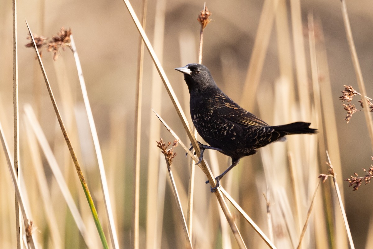 Yellow-winged Blackbird - ML583776201