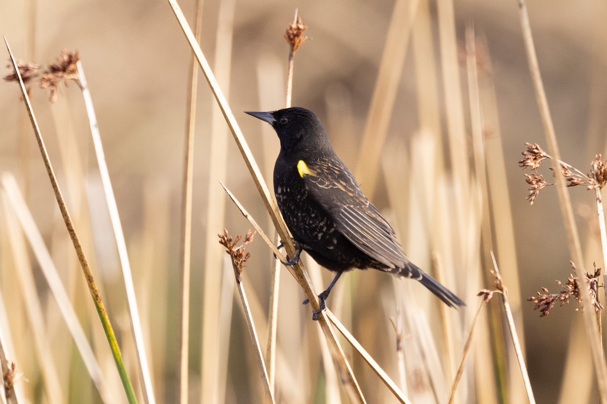 Yellow-winged Blackbird - Eduardo Minte