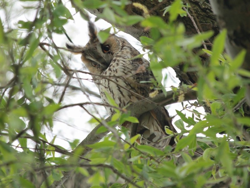 Long-eared Owl - Rutger Koperdraad