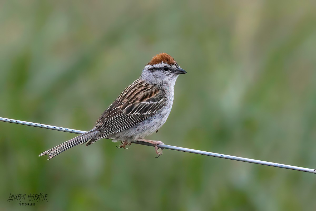 Chipping Sparrow - ML583789911