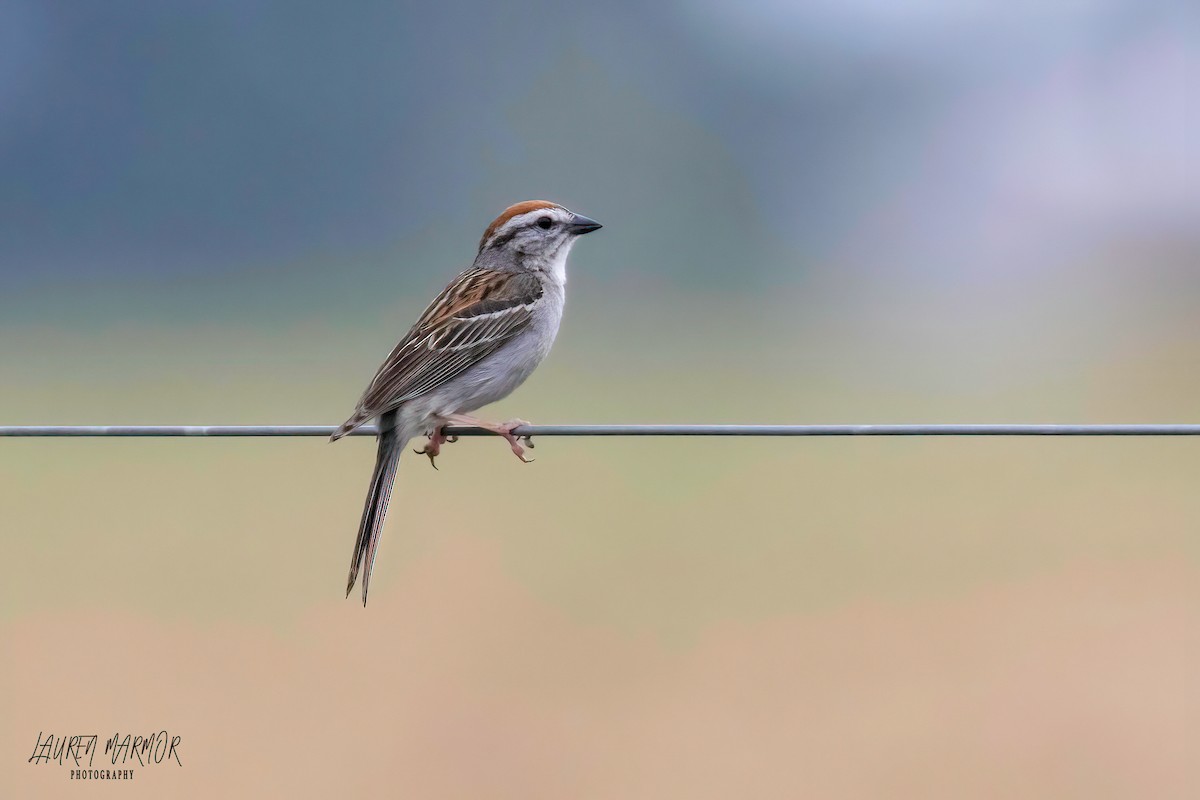 Chipping Sparrow - ML583789991