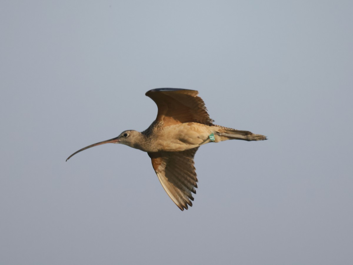 Long-billed Curlew - ML583795851