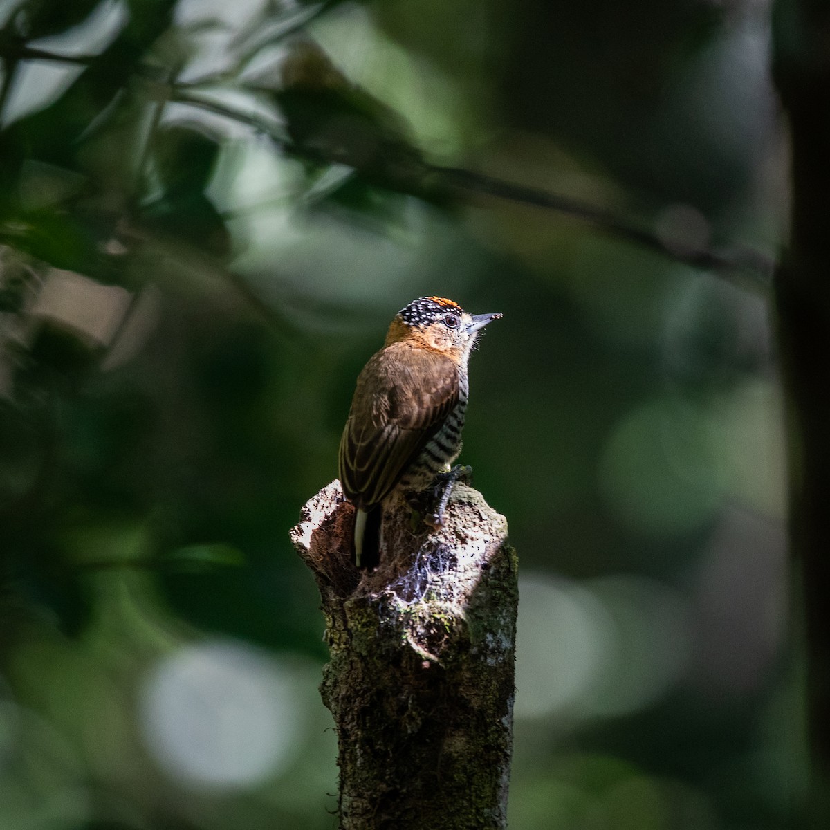 Ochre-collared Piculet - ML583796981