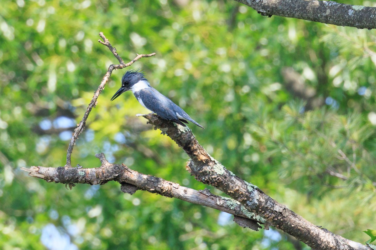 Belted Kingfisher - ML583805401