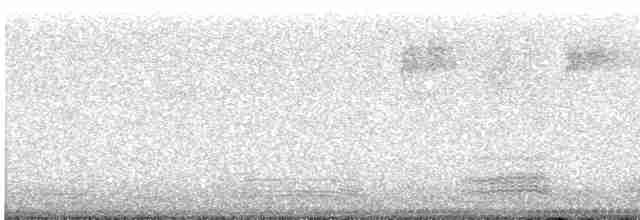 Тасманийский ворон - ML583808481