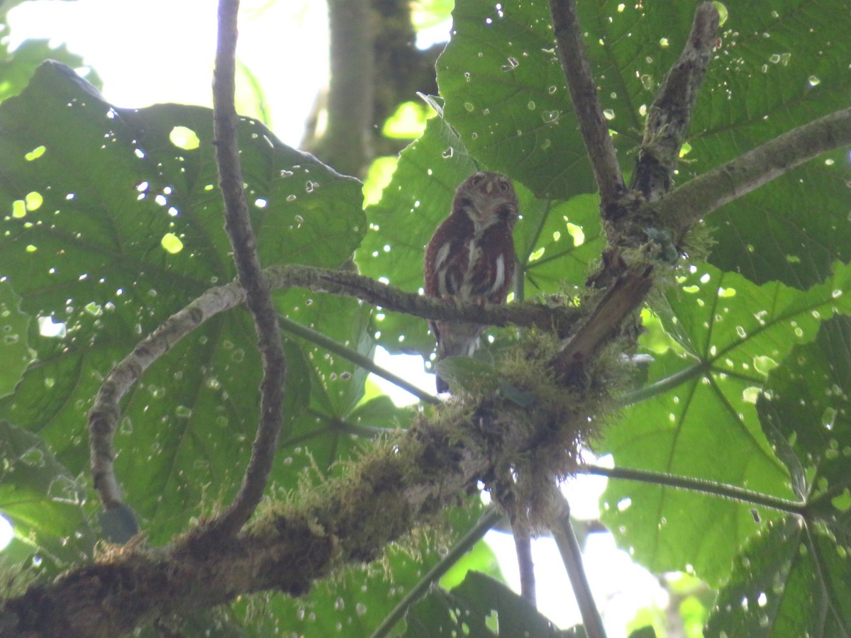 Costa Rican Pygmy-Owl - ML583811701