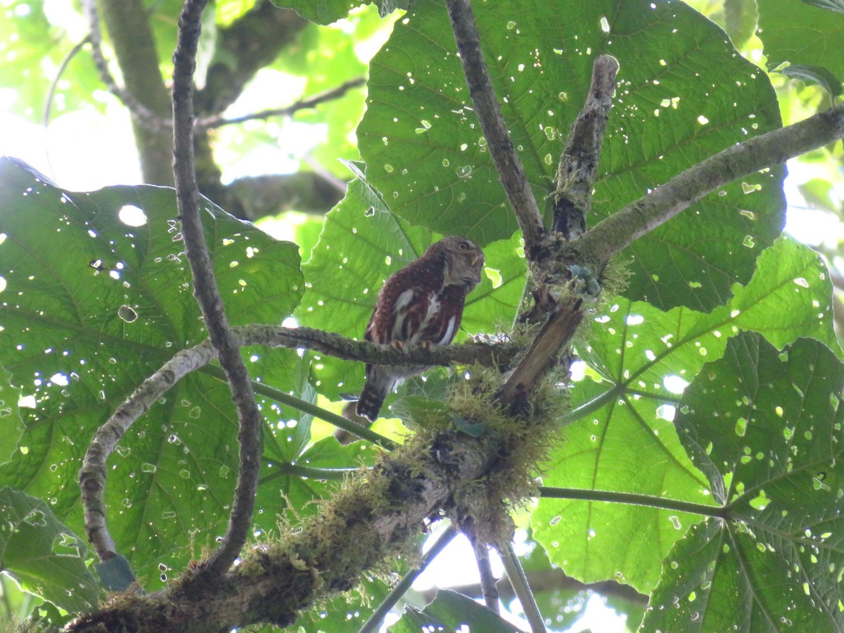 Costa Rican Pygmy-Owl - Jenn Sinasac