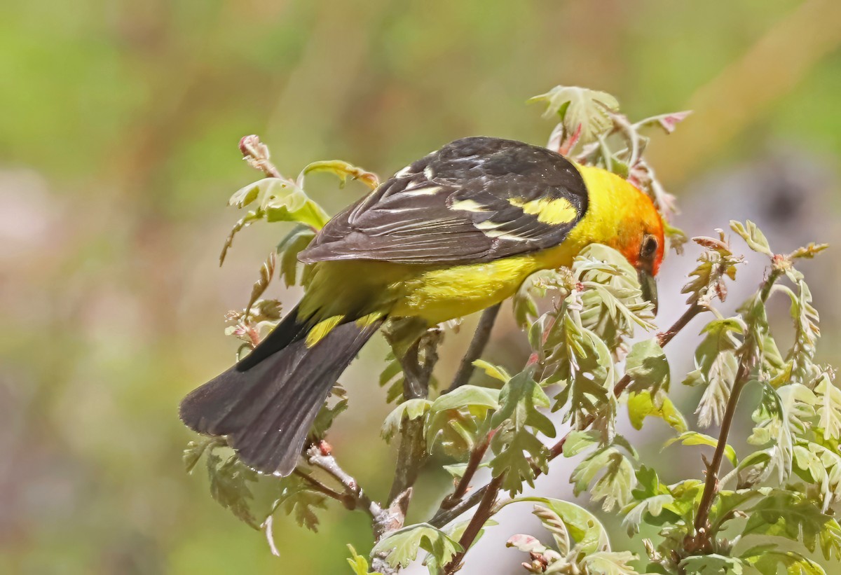 Western Tanager - ML583813871