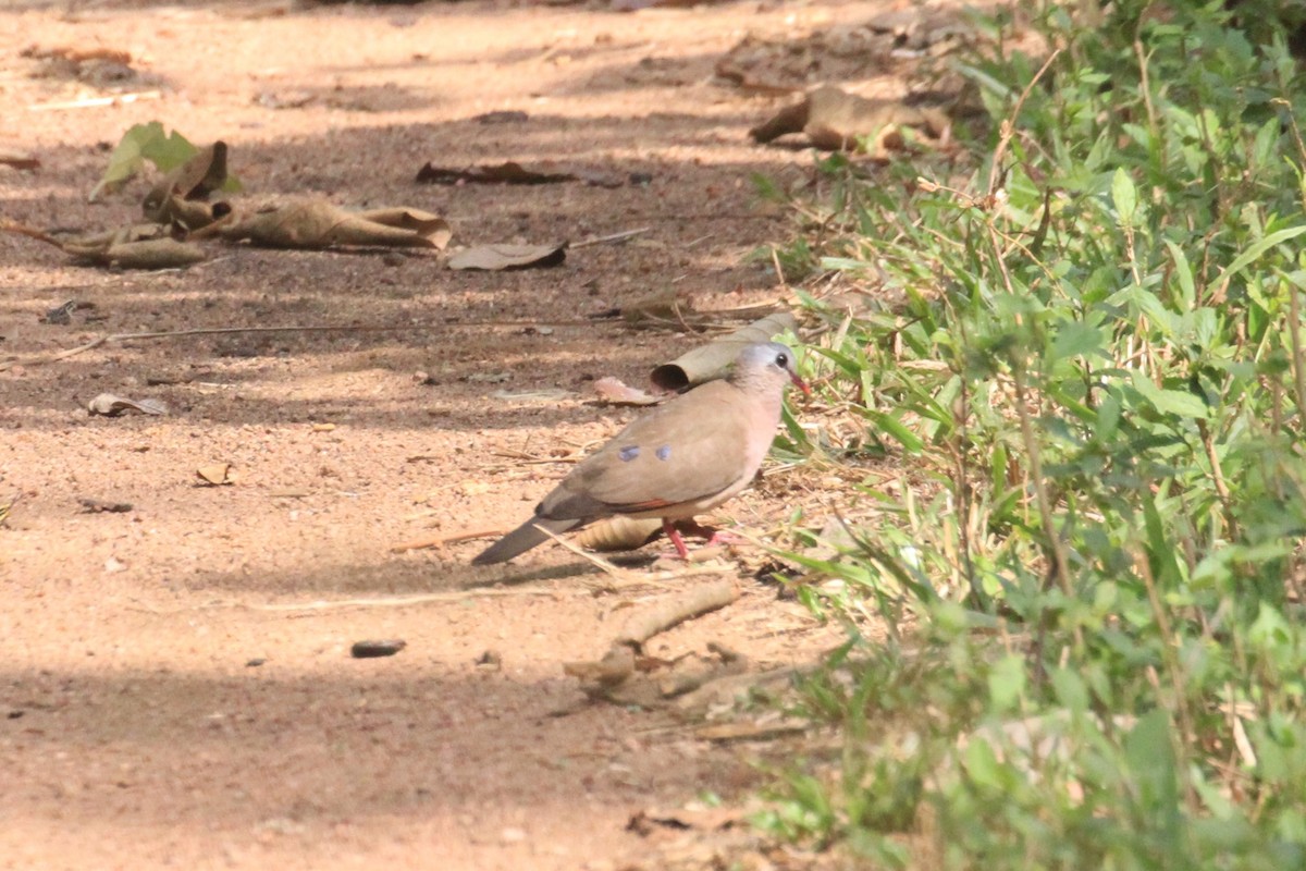 Blue-spotted Wood-Dove - ML58381591