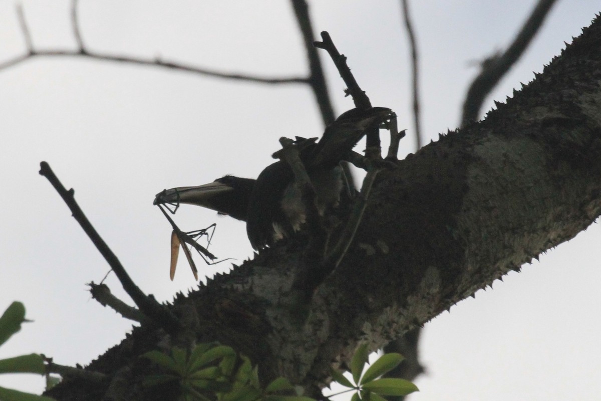 West African Pied Hornbill - ML58381611