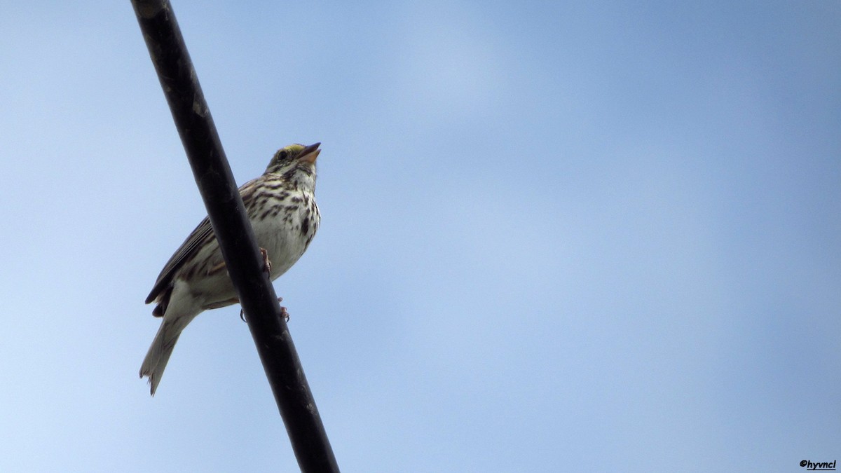 Savannah Sparrow - ML58382291