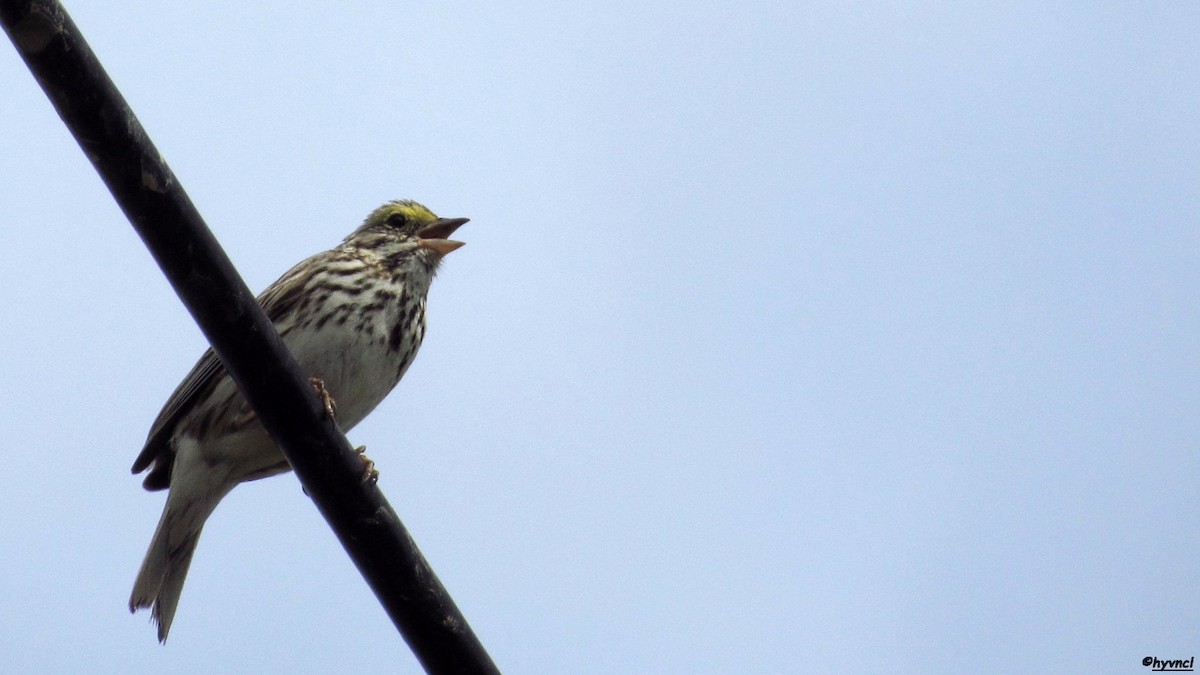 Savannah Sparrow - ML58382301