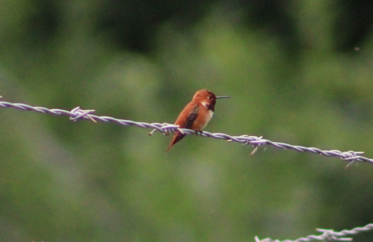Rufous Hummingbird - Scott Parks
