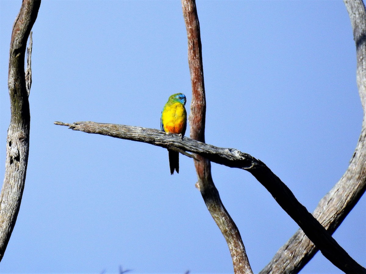 Turquoise Parrot - ML58382571