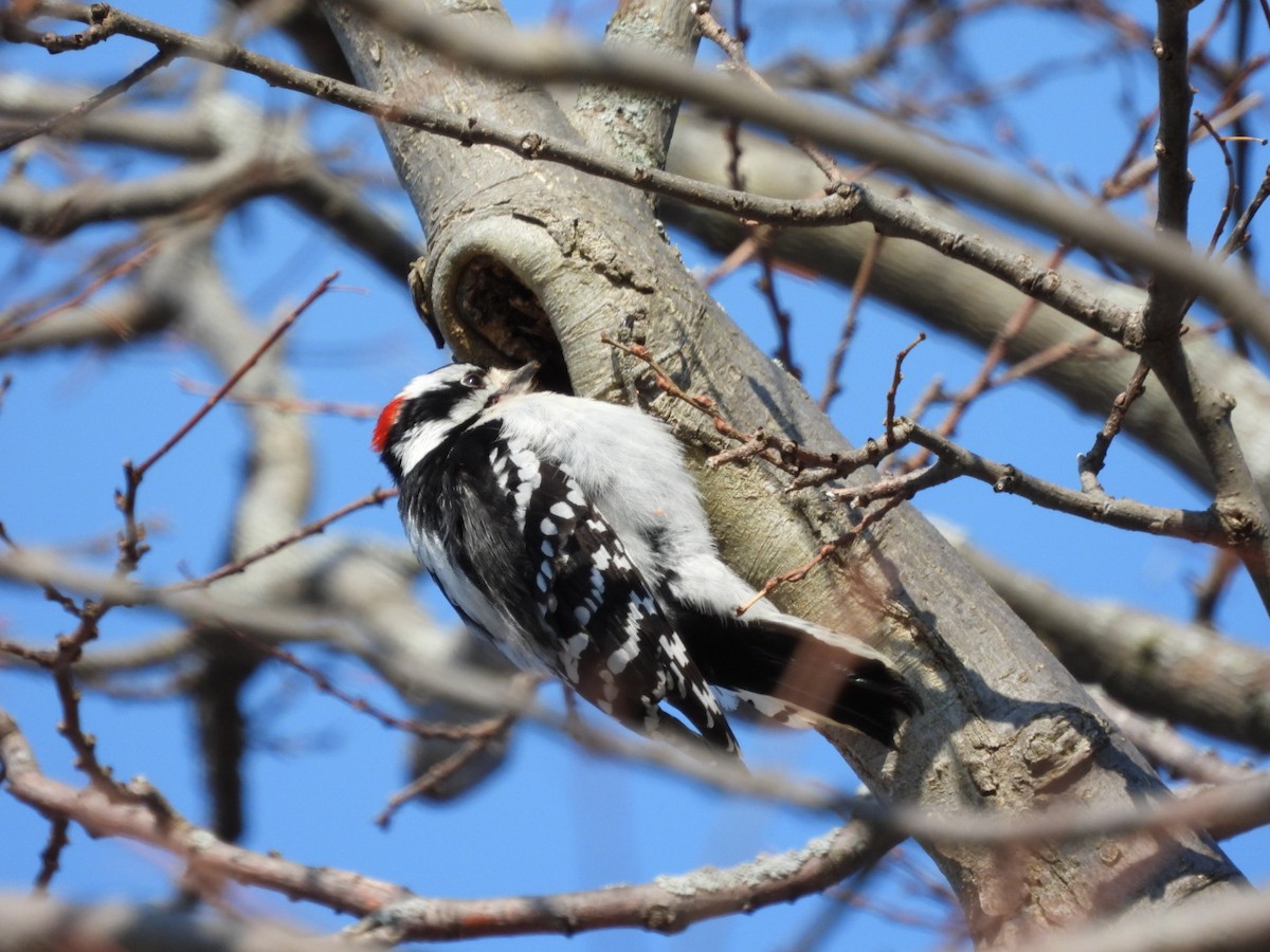 Downy Woodpecker - ML583827071