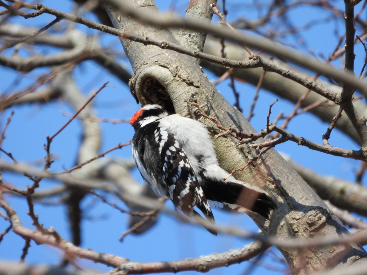 Downy Woodpecker - ML583827081