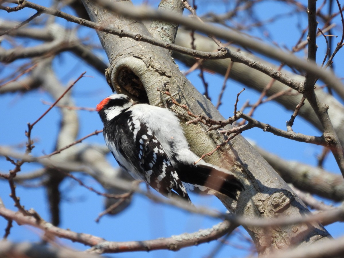 Downy Woodpecker - ML583827091