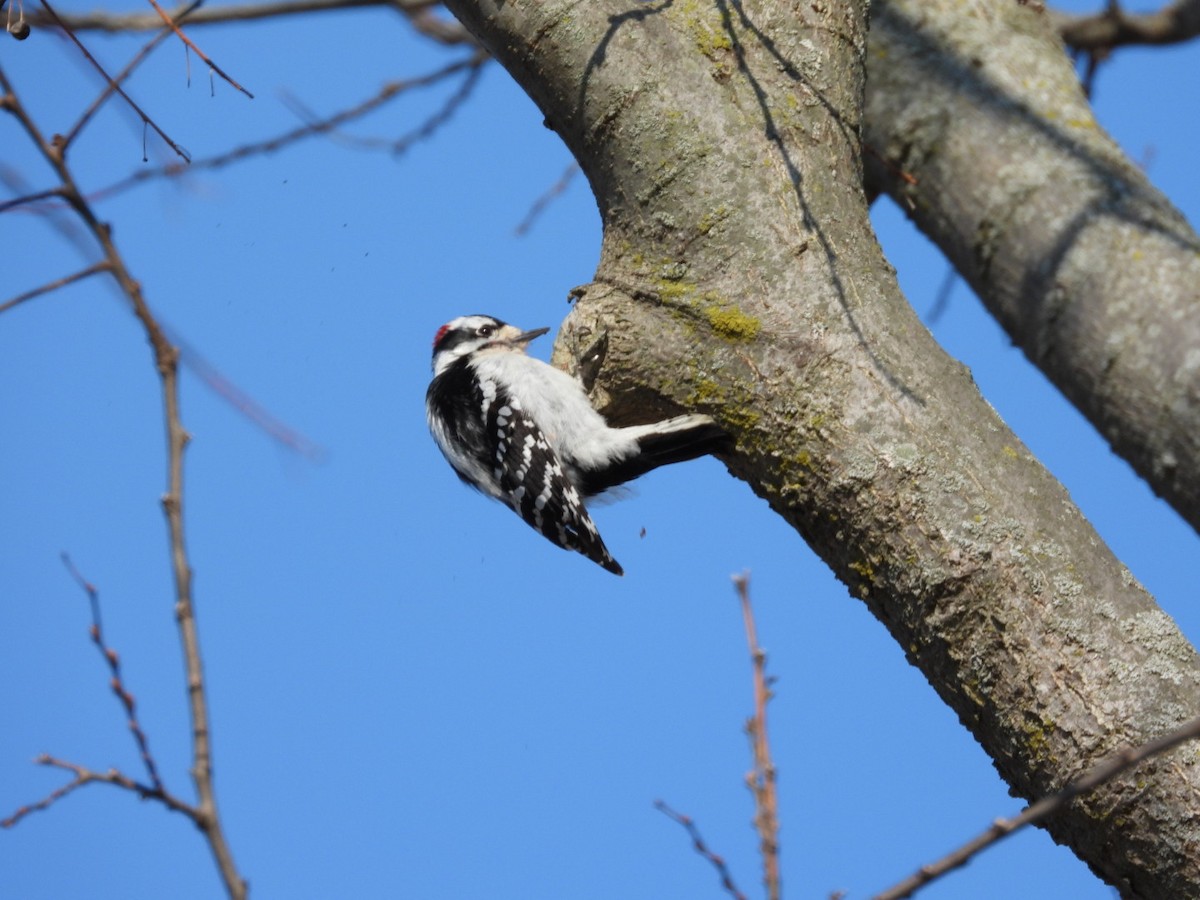 Downy Woodpecker - ML583827101