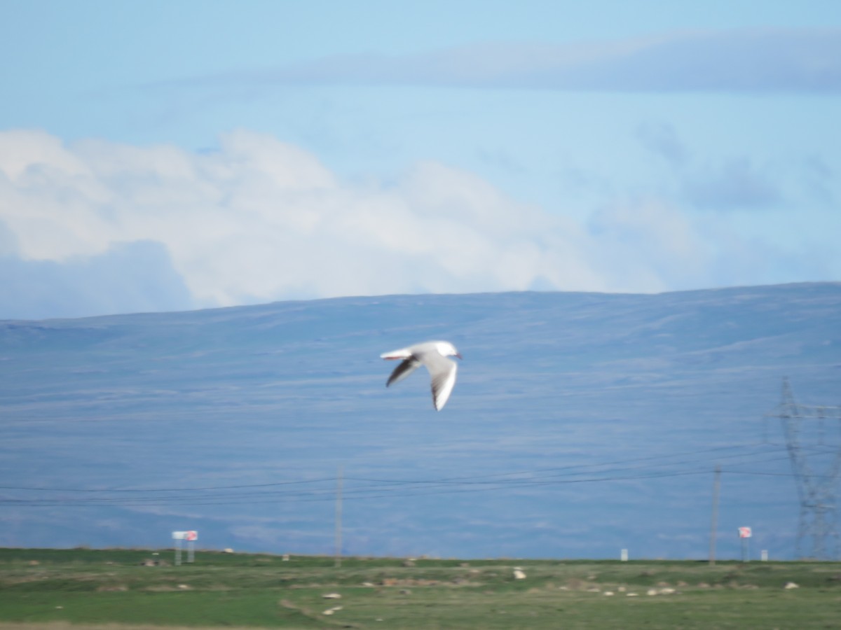 Slender-billed Gull - Monte Neate-Clegg