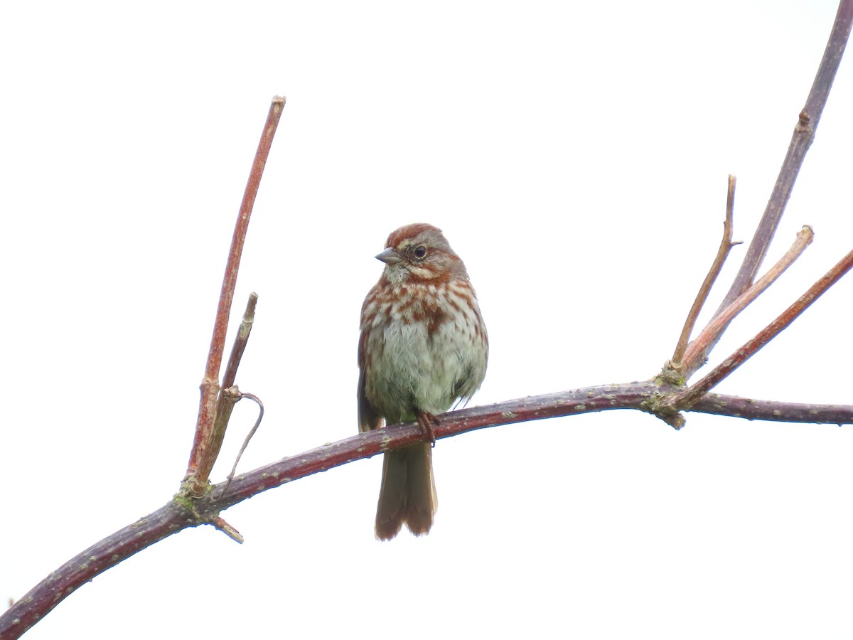 Song Sparrow - ML583828511