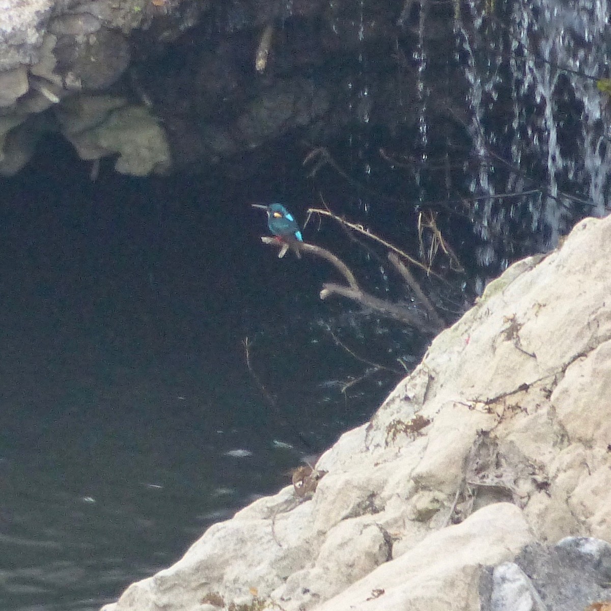 Indigo-banded Kingfisher (Northern) - ML583828891