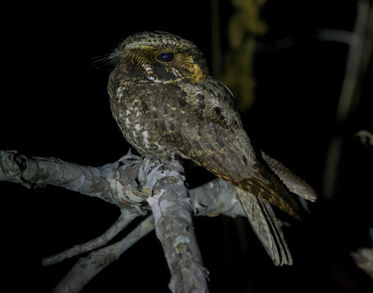 Yucatan Nightjar - Ichi Wildlife Tours