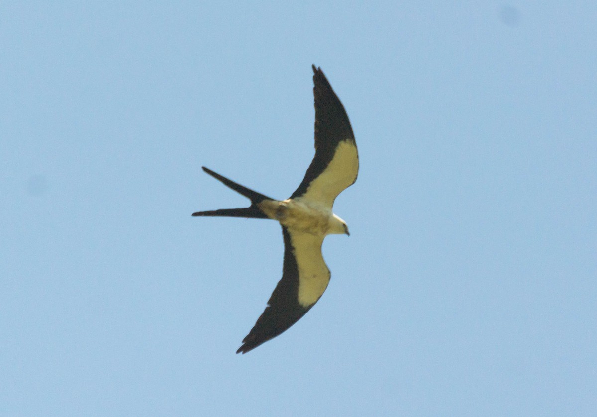 Swallow-tailed Kite - Ichi Wildlife Tours