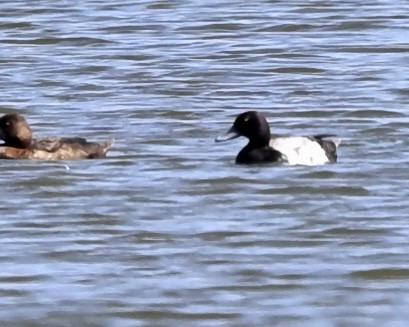 Greater Scaup - ML583835011