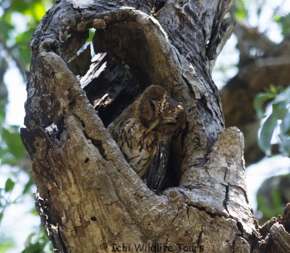 Middle American Screech-Owl - Ichi Wildlife Tours