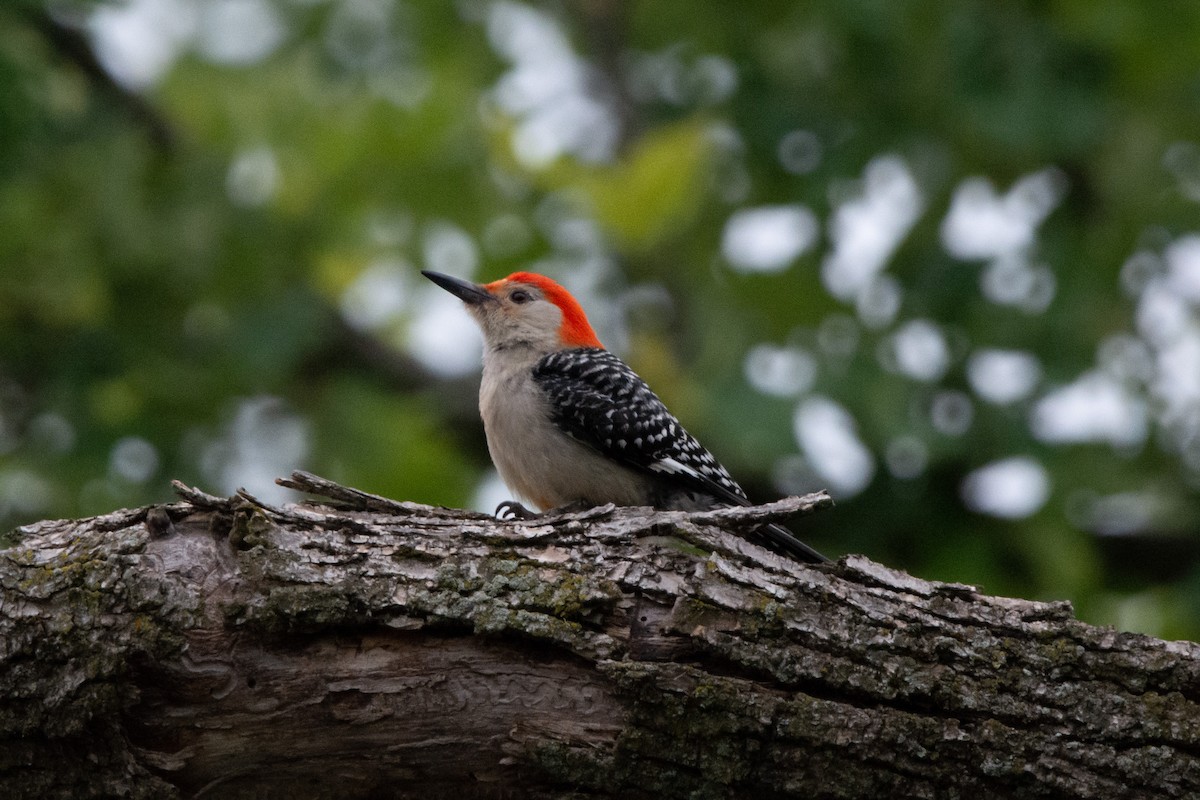 Red-bellied Woodpecker - ML583841571