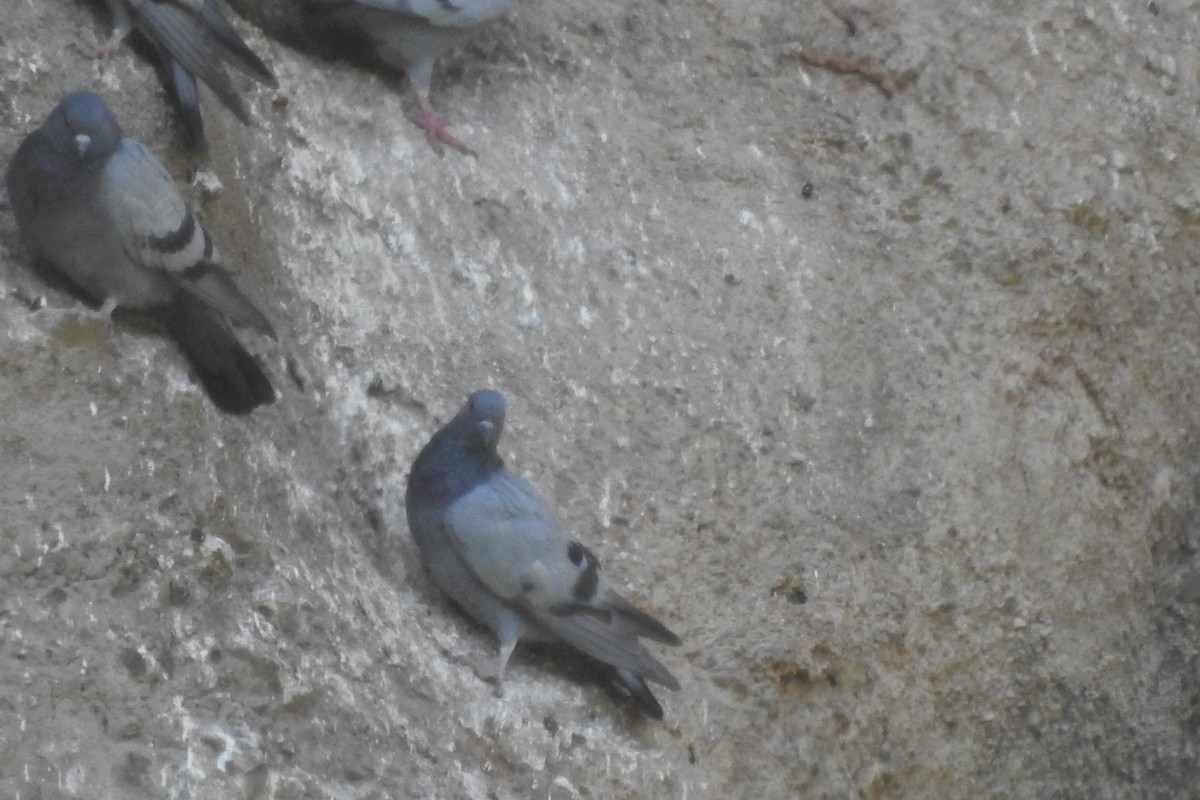 Rock Pigeon (Wild type) - ML583843371