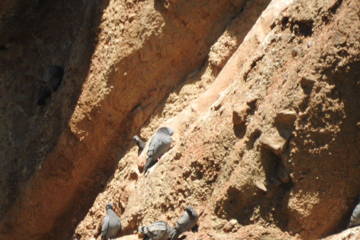 Rock Pigeon (Wild type) - ML583843421