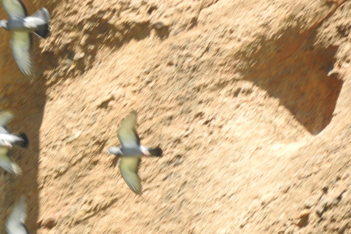 Rock Pigeon (Wild type) - ML583843431