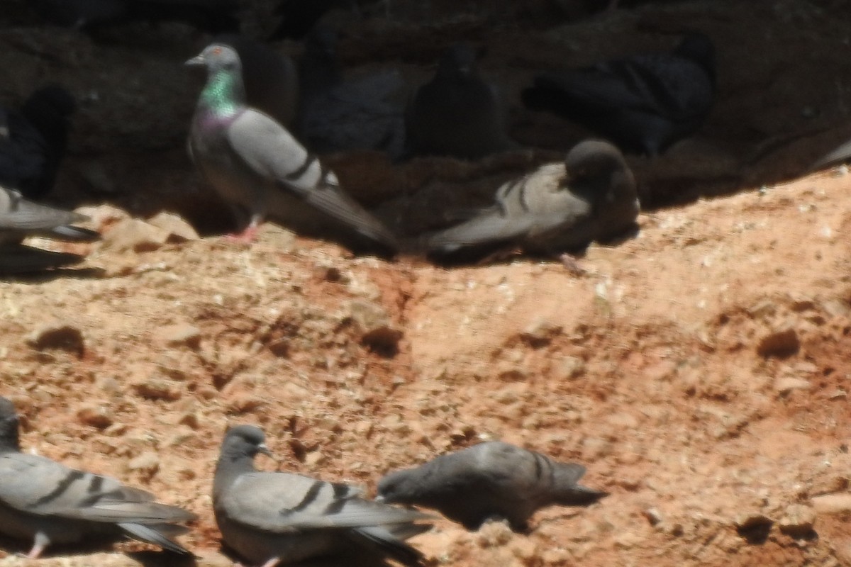 Rock Pigeon (Wild type) - Zhanyi Lin