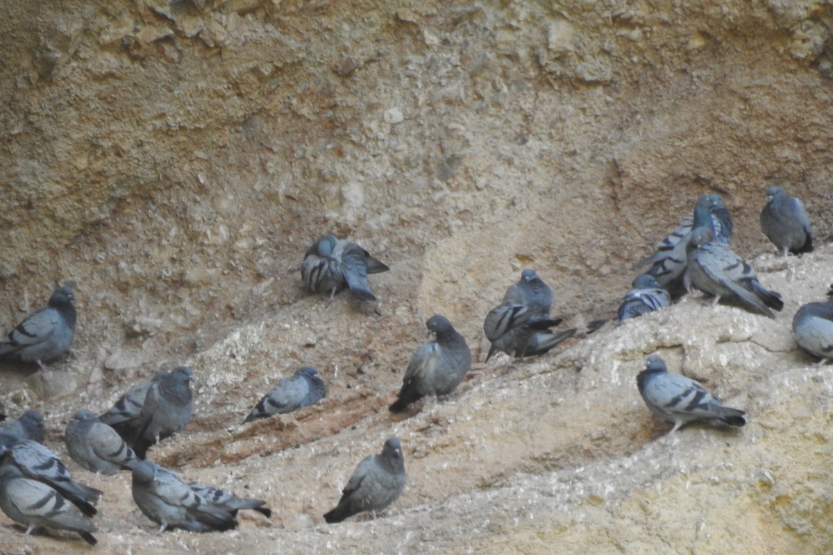 Rock Pigeon (Wild type) - ML583843461