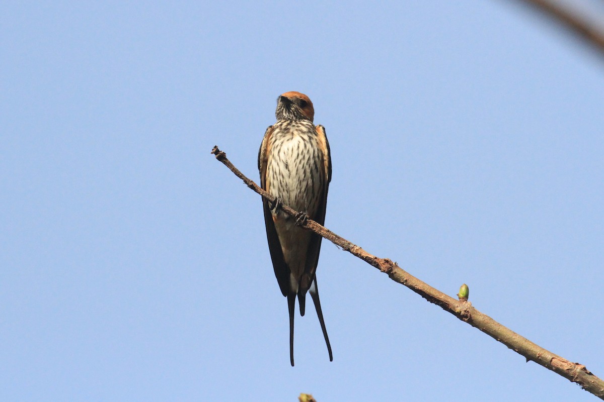 Lesser Striped Swallow - ML58384441