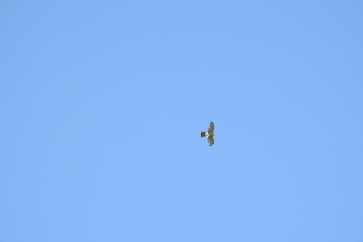 Eurasian Sparrowhawk - ML583846161