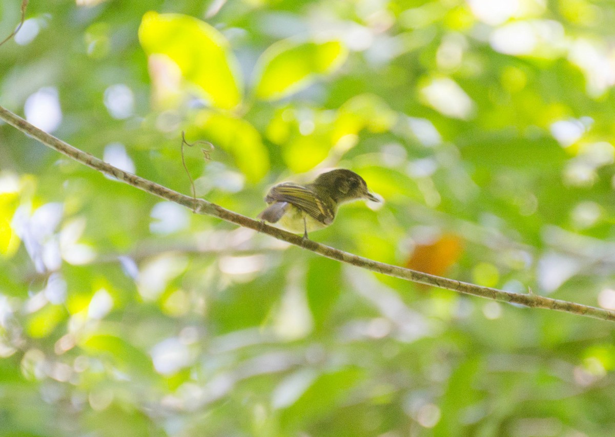 Sepia-capped Flycatcher - ML583851551