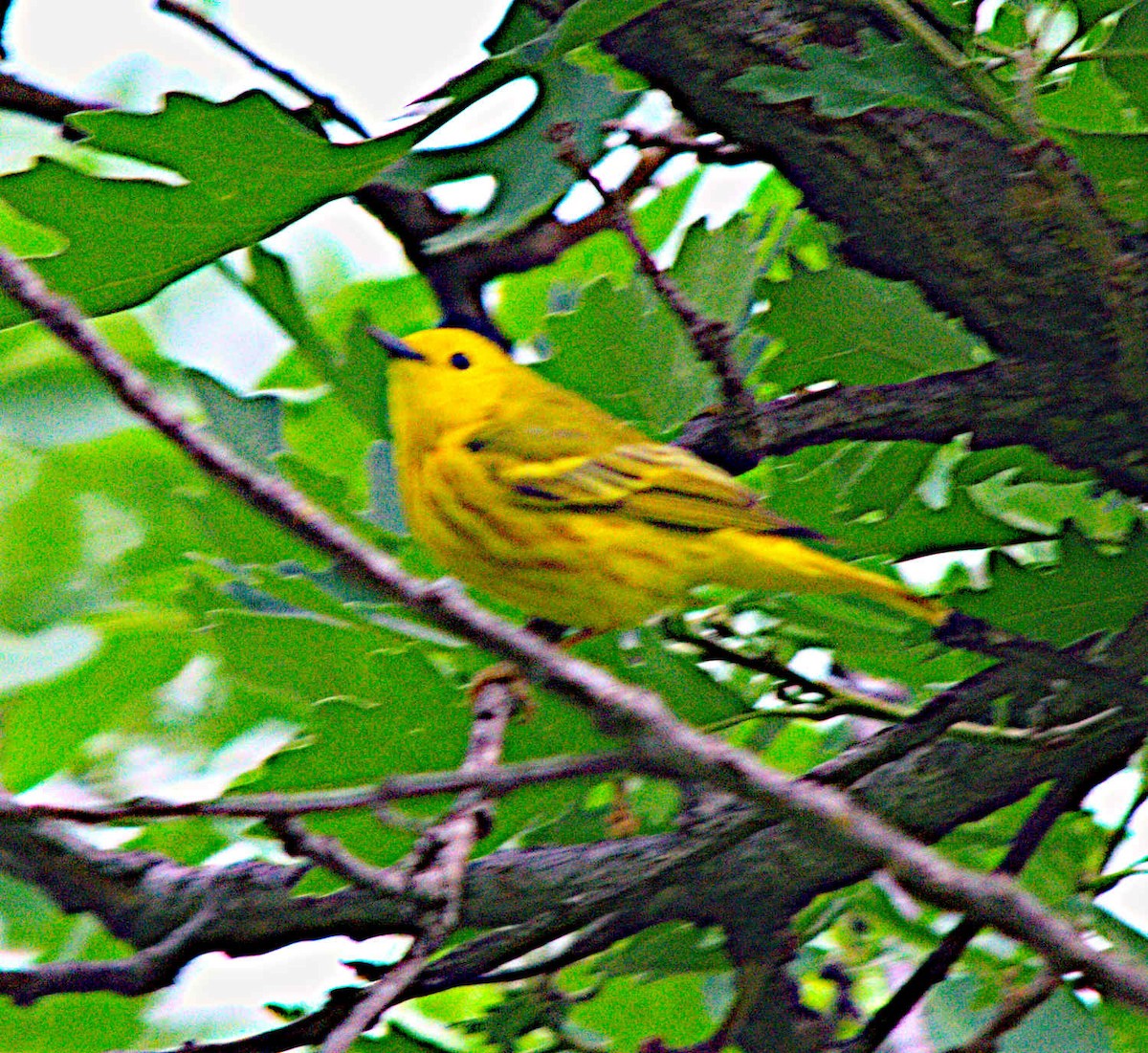 Yellow Warbler - Steve and Sue Whitmer