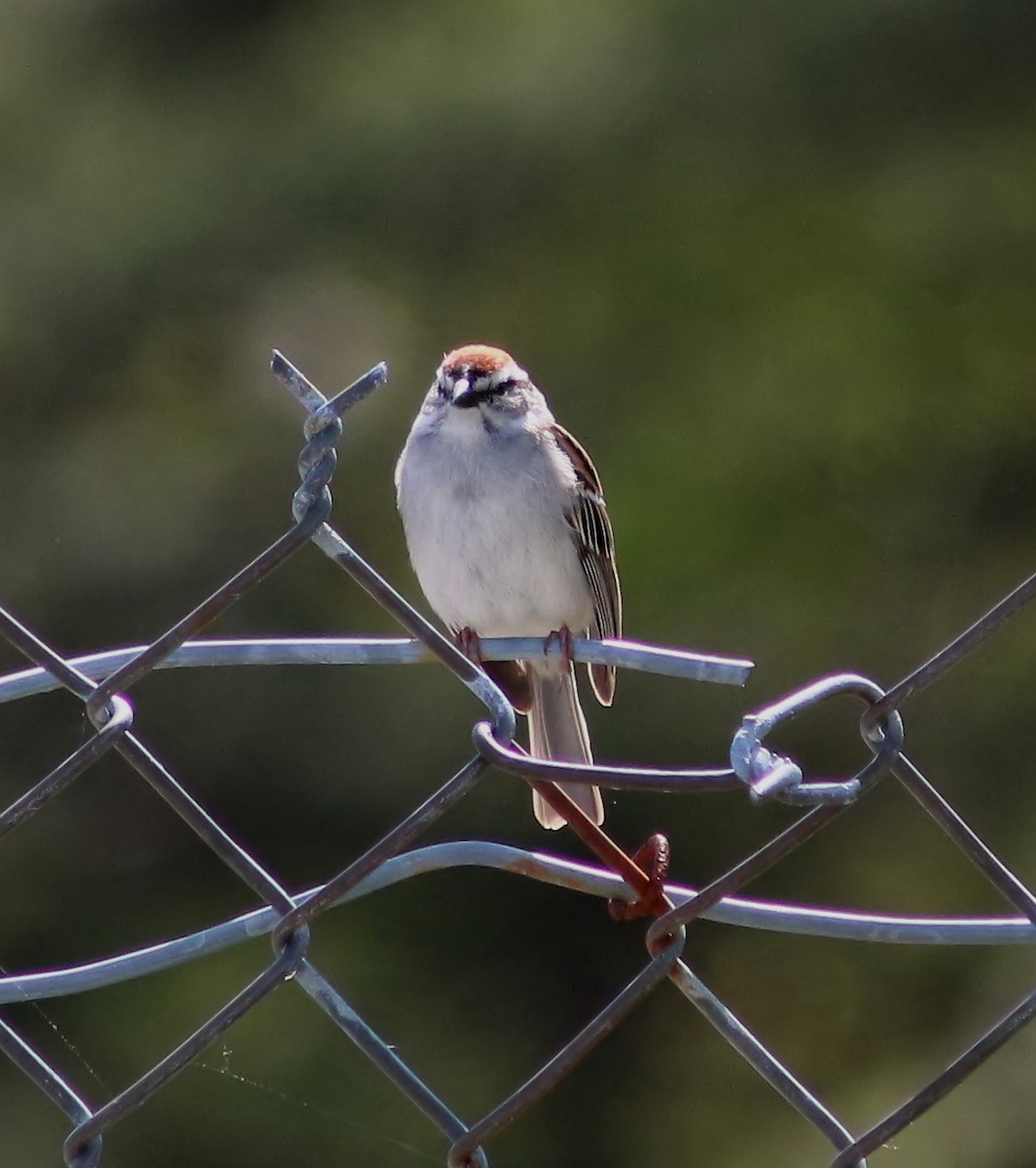 Chipping Sparrow - Brenda Bull