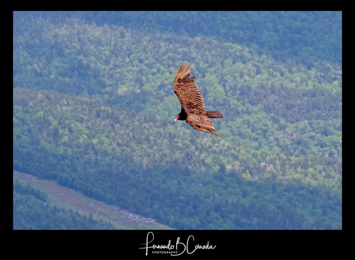 Turkey Vulture - Fernando Corrada