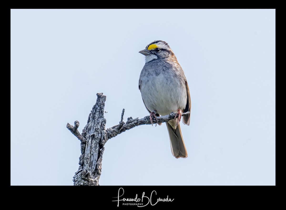 White-throated Sparrow - ML583861591