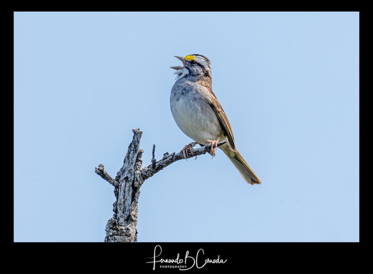 White-throated Sparrow - ML583861601