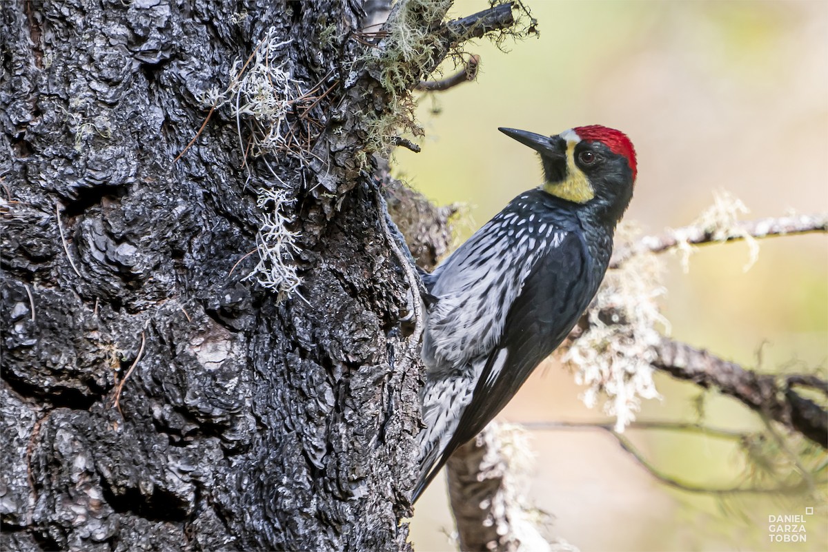 Acorn Woodpecker (Narrow-fronted) - ML583870331