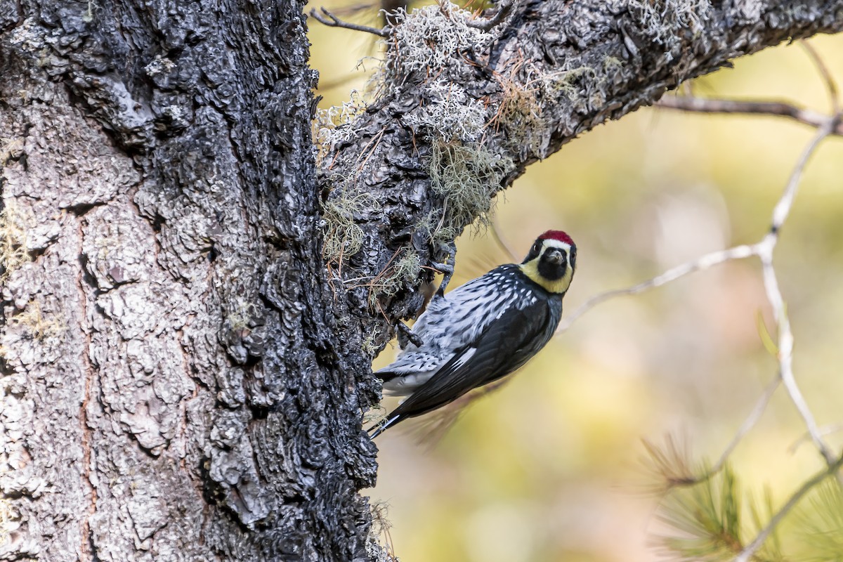 Acorn Woodpecker (Narrow-fronted) - ML583870621