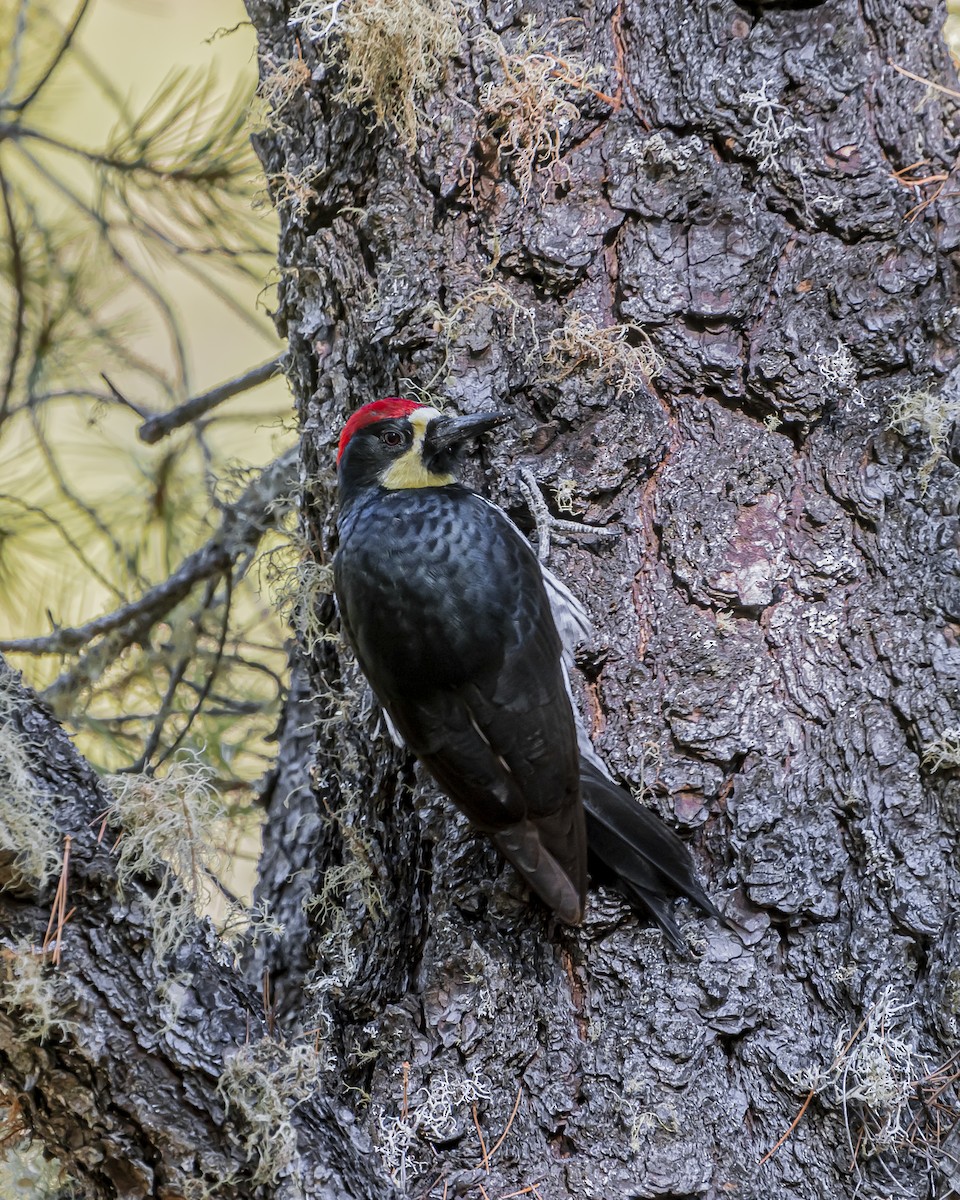 Acorn Woodpecker (Narrow-fronted) - ML583870631