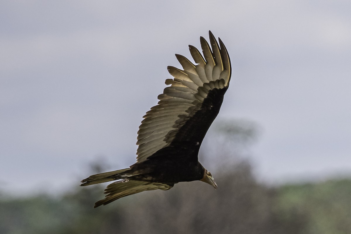 Lesser Yellow-headed Vulture - ML583876981