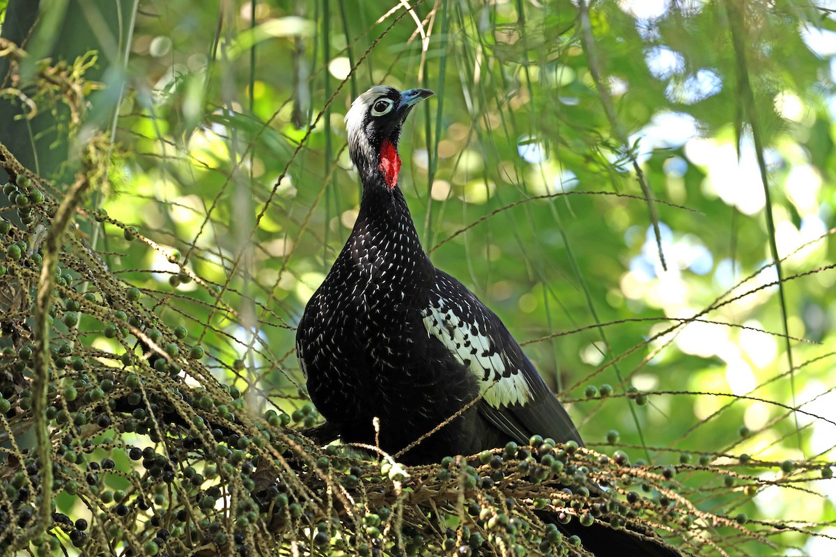 Black-fronted Piping-Guan - Ly Lan Le Do